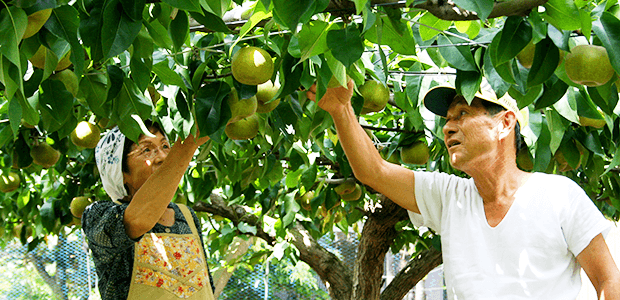 豊水梨の収穫の模様